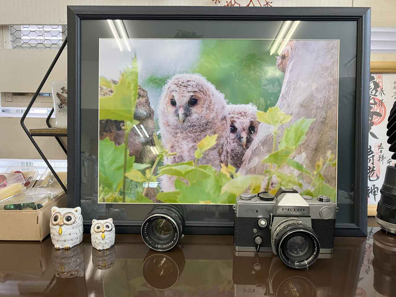 フクロウの写真