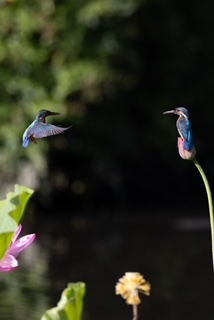 2羽のカワセミ